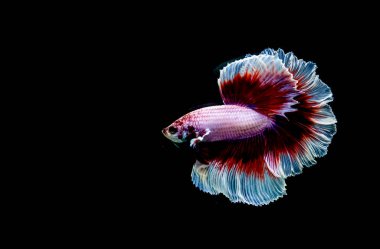 Beta balığı yarım ay ya da yarım ay levhası, aptal, kruvaze kuyruklu, farklı renkte. İzole edilmiş siyah arka planda savaşan Siyam Balığı.