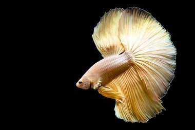 Beta balığı yarım ay ya da yarım ay levhası, aptal, kruvaze kuyruklu, farklı renkte. İzole edilmiş siyah arka planda savaşan Siyam Balığı.