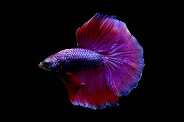 Beta balığı yarım ay ya da yarım ay levhası, aptal, kruvaze kuyruklu, farklı renkte. İzole edilmiş siyah arka planda savaşan Siyam Balığı.