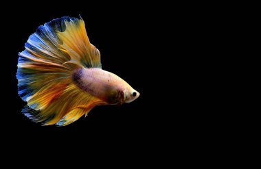 Beta balığı yarım ay ya da yarım ay levhası, aptal, kruvaze kuyruklu, farklı renkte. İzole edilmiş siyah arka planda savaşan Siyam Balığı.