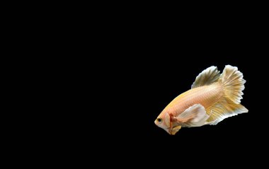 Beta balığı yarım ay ya da yarım ay levhası, aptal, kruvaze kuyruklu, farklı renkte. İzole edilmiş siyah arka planda savaşan Siyam Balığı.