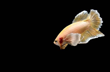 Beta balığı yarım ay ya da yarım ay levhası, aptal, kruvaze kuyruklu, farklı renkte. İzole edilmiş siyah arka planda savaşan Siyam Balığı.