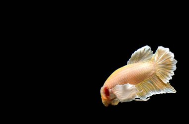 Beta balığı yarım ay ya da yarım ay levhası, aptal, kruvaze kuyruklu, farklı renkte. İzole edilmiş siyah arka planda savaşan Siyam Balığı.