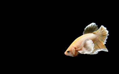 Beta balığı yarım ay ya da yarım ay levhası, aptal, kruvaze kuyruklu, farklı renkte. İzole edilmiş siyah arka planda savaşan Siyam Balığı.