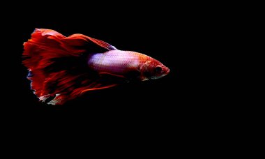 Beta balığı yarım ay ya da yarım ay levhası, aptal, kruvaze kuyruklu, farklı renkte. İzole edilmiş siyah arka planda savaşan Siyam Balığı.