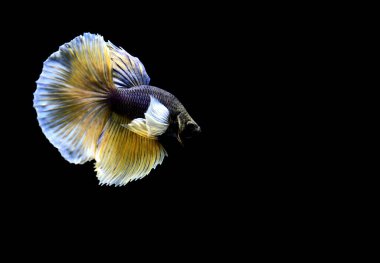 Beta balığı yarım ay ya da yarım ay levhası, aptal, kruvaze kuyruklu, farklı renkte. İzole edilmiş siyah arka planda savaşan Siyam Balığı.