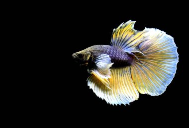 Beta balığı yarım ay ya da yarım ay levhası, aptal, kruvaze kuyruklu, farklı renkte. İzole edilmiş siyah arka planda savaşan Siyam Balığı.