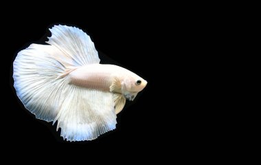 Beta balığı yarım ay ya da yarım ay levhası, aptal, kruvaze kuyruklu, farklı renkte. İzole edilmiş siyah arka planda savaşan Siyam Balığı.