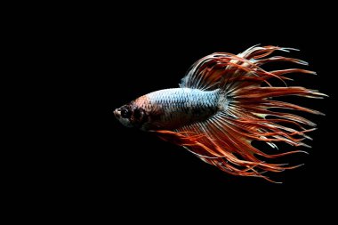Beta balığı yarım ay ya da yarım ay levhası, aptal, kruvaze kuyruklu, farklı renkte. İzole edilmiş siyah arka planda savaşan Siyam Balığı.
