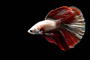 Betta balığı yarım ay ya da yarım ay palakat, aptal, saç örgüsü farklı renkte. İzole edilmiş siyah arka planda savaşan Siyam Balığı.