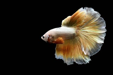 Betta balığı yarım ay ya da yarım ay palakat, aptal, saç örgüsü farklı renkte. İzole edilmiş siyah arka planda savaşan Siyam Balığı.