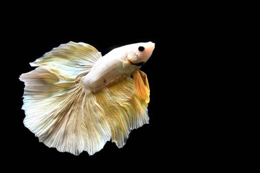 Betta balığı yarım ay ya da yarım ay palakat, aptal, saç örgüsü farklı renkte. İzole edilmiş siyah arka planda savaşan Siyam Balığı.