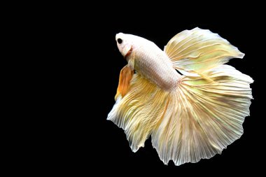 Betta balığı yarım ay ya da yarım ay palakat, aptal, saç örgüsü farklı renkte. İzole edilmiş siyah arka planda savaşan Siyam Balığı.