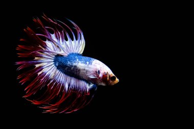 Betta balığı yarım ay ya da yarım ay palakat, aptal, saç örgüsü farklı renkte. İzole edilmiş siyah arka planda savaşan Siyam Balığı.