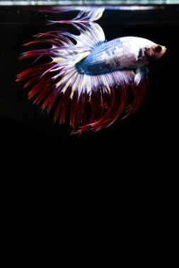 Betta balığı yarım ay ya da yarım ay palakat, aptal, saç örgüsü farklı renkte. İzole edilmiş siyah arka planda savaşan Siyam Balığı.