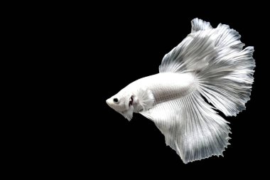 Betta balığı yarım ay ya da yarım ay palakat, aptal, saç örgüsü farklı renkte. İzole edilmiş siyah arka planda savaşan Siyam Balığı.
