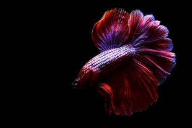 Betta balığı yarım ay ya da yarım ay palakat, aptal, saç örgüsü farklı renkte. İzole edilmiş siyah arka planda savaşan Siyam Balığı.