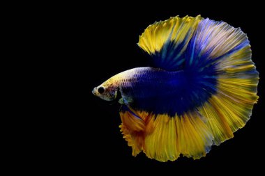 Betta balığı yarım ay ya da yarım ay palakat, aptal, saç örgüsü farklı renkte. İzole edilmiş siyah arka planda savaşan Siyam Balığı.