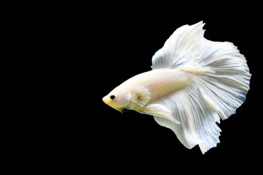 Betta balığı yarım ay ya da yarım ay palakat, aptal, saç örgüsü farklı renkte. İzole edilmiş siyah arka planda savaşan Siyam Balığı.