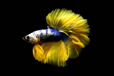 Betta balığı yarım ay ya da yarım ay palakat, aptal, saç örgüsü farklı renkte. İzole edilmiş siyah arka planda savaşan Siyam Balığı.