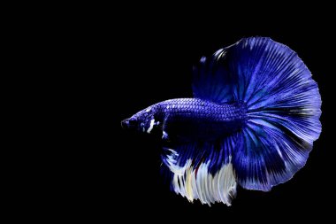 Betta balığı yarım ay ya da yarım ay palakat, aptal, saç örgüsü farklı renkte. İzole edilmiş siyah arka planda savaşan Siyam Balığı.