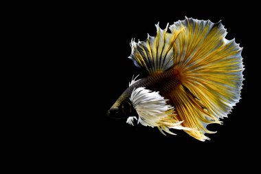 Betta balığı yarım ay ya da yarım ay palakat, aptal, saç örgüsü farklı renkte. İzole edilmiş siyah arka planda savaşan Siyam Balığı.