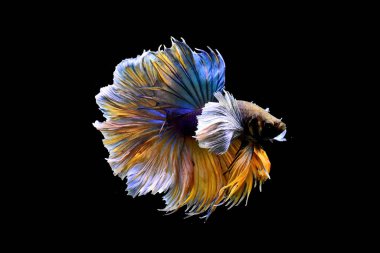 Betta balığı yarım ay ya da yarım ay palakat, aptal, saç örgüsü farklı renkte. İzole edilmiş siyah arka planda savaşan Siyam Balığı.