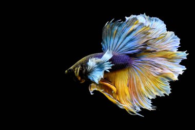 Betta balığı yarım ay ya da yarım ay palakat, aptal, saç örgüsü farklı renkte. İzole edilmiş siyah arka planda savaşan Siyam Balığı.