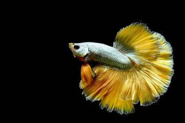 Betta balığı yarım ay ya da yarım ay palakat, aptal, saç örgüsü farklı renkte. İzole edilmiş siyah arka planda savaşan Siyam Balığı.