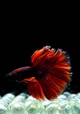 Betta balığı yarım ay ya da yarım ay palakat, aptal, saç örgüsü farklı renkte. İzole edilmiş siyah arka planda savaşan Siyam Balığı.