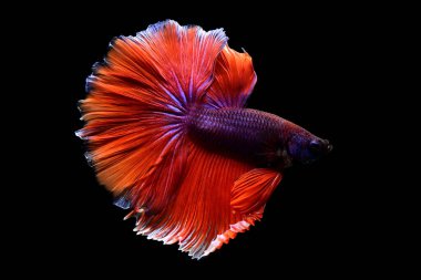 Betta balığı yarım ay ya da yarım ay palakat, aptal, saç örgüsü farklı renkte. İzole edilmiş siyah arka planda savaşan Siyam Balığı.