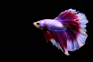 Betta balığı yarım ay ya da yarım ay palakat, aptal, saç örgüsü farklı renkte. İzole edilmiş siyah arka planda savaşan Siyam Balığı.