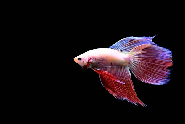 물고기 플라카트 색상의 크라운 배경에 시아마 물고기 — 스톡 사진