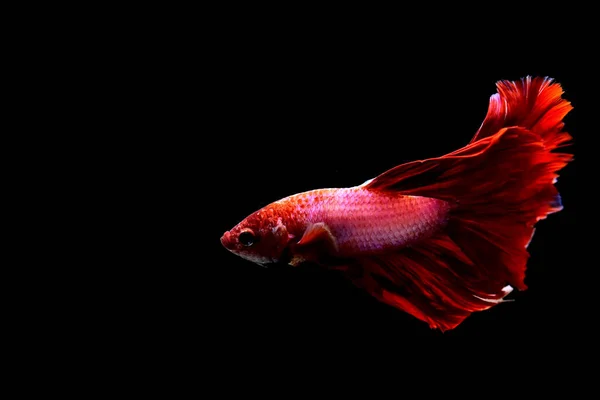 Beta Balığı Yarım Yarım Levhası Aptal Kruvaze Kuyruklu Farklı Renkte — Stok fotoğraf