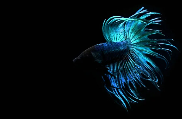 Beta Balığı Yarım Yarım Levhası Aptal Kruvaze Kuyruklu Farklı Renkte — Stok fotoğraf