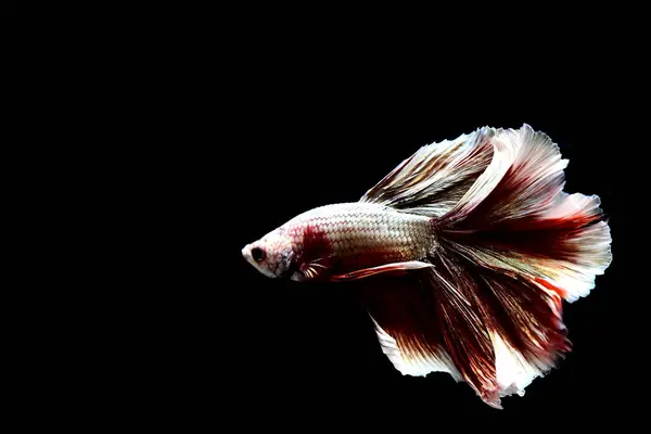 Betta Fisch Halfmoon Oder Halbmond Palakat Dumbo Kronenschwänze Verschiedenen Farbtönen — Stockfoto