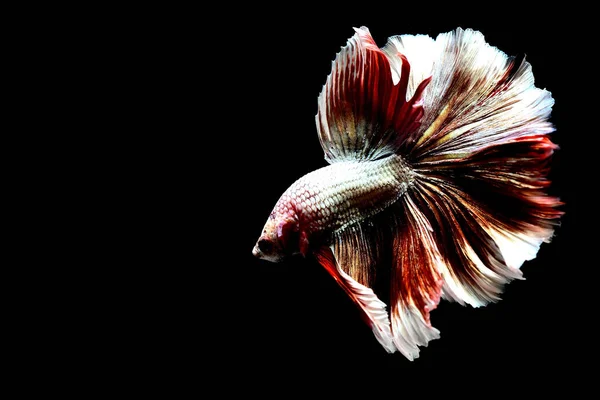 물고기 Palakat 색상의 크라운 배경에 시아마 물고기 — 스톡 사진