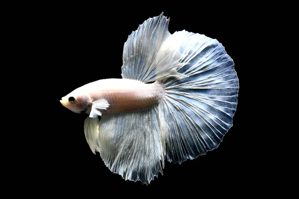 Betta Fish Halfmoon Halfmoon Palakat Dumbo Crowntails Different Tone Color — Stock Photo, Image