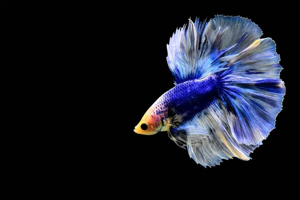 Betta balığı yarım ay ya da yarım ay palakat, aptal, saç örgüsü farklı renkte. İzole edilmiş siyah arka planda savaşan Siyam Balığı.