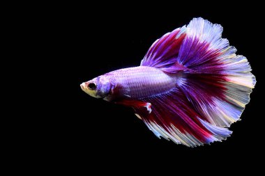Betta balığı yarım ay ya da yarım ay palakat, aptal, saç örgüsü farklı renkte. İzole edilmiş siyah arka planda savaşan Siyam Balığı.