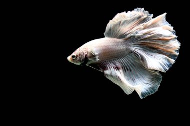 Betta balığı yarım ay ya da yarım ay palakat, aptal, saç örgüsü farklı renkte. İzole edilmiş siyah arka planda savaşan Siyam Balığı.
