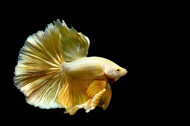 Betta balığı yarım ay ya da yarım ay palakat, aptal, saç örgüsü farklı renkte. İzole edilmiş siyah arka planda savaşan Siyam Balığı.