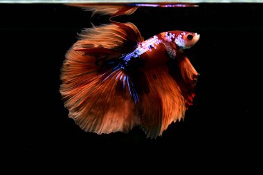 Betta balığı yarım ay ya da yarım ay palakat, aptal, saç örgüsü farklı renkte. İzole edilmiş siyah arka planda savaşan Siyam Balığı.