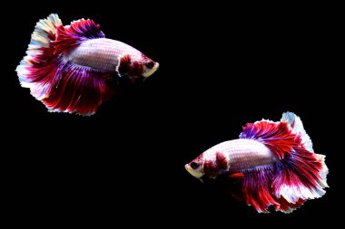 Betta balığı yarım ay ya da yarım ay palakat, aptal, saç örgüsü farklı renkte. İzole edilmiş siyah arka planda savaşan Siyam Balığı.