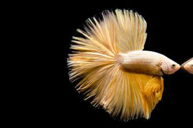 Betta balığı yarım ay ya da yarım ay palakat, aptal, saç örgüsü farklı renkte. İzole edilmiş siyah arka planda savaşan Siyam Balığı.