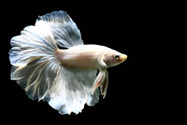 Betta balığı yarım ay ya da yarım ay palakat, aptal, saç örgüsü farklı renkte. İzole edilmiş siyah arka planda savaşan Siyam Balığı.