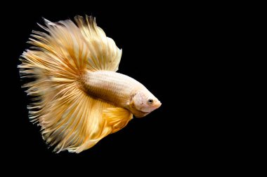 Betta balığı yarım ay ya da yarım ay palakat, aptal, saç örgüsü farklı renkte. İzole edilmiş siyah arka planda savaşan Siyam Balığı.