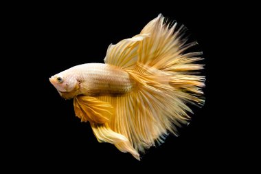 Betta balığı yarım ay ya da yarım ay palakat, aptal, saç örgüsü farklı renkte. İzole edilmiş siyah arka planda savaşan Siyam Balığı.