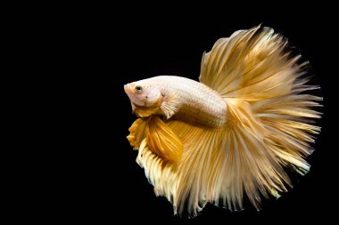 Betta balığı yarım ay ya da yarım ay palakat, aptal, saç örgüsü farklı renkte. İzole edilmiş siyah arka planda savaşan Siyam Balığı.
