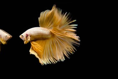 Betta balığı yarım ay ya da yarım ay palakat, aptal, saç örgüsü farklı renkte. İzole edilmiş siyah arka planda savaşan Siyam Balığı.